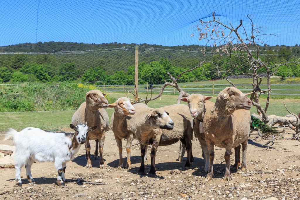 Willa Lou Mas Li Pitchoun "Le Luberon " Gordes Zewnętrze zdjęcie